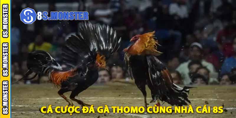 cá cược đá gà thomo cùng nhà cái 8s