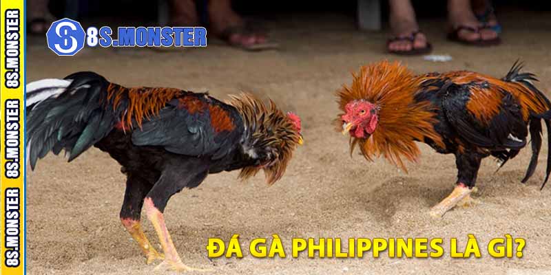 đá gà philippines là gì