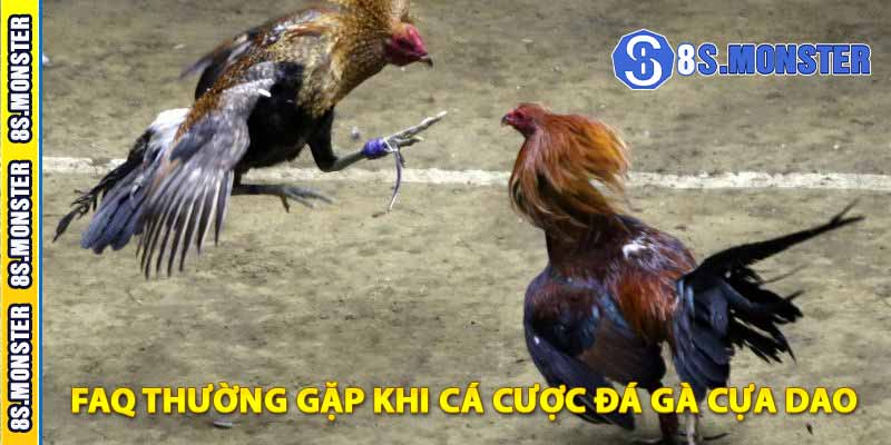 faq thường gặp khi cá cược đá gà cựa dao