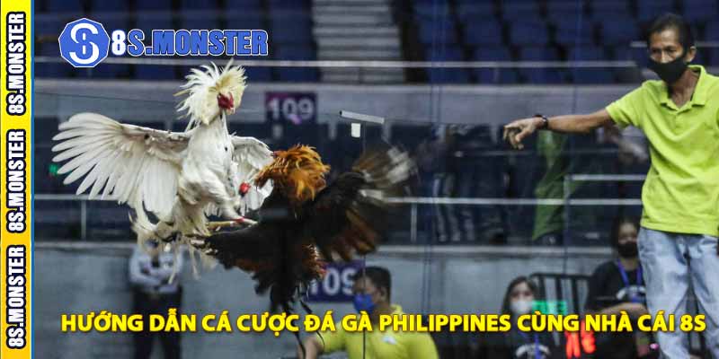 hướng dẫn cá cược đá gà philippines cùng nhà cái 8s