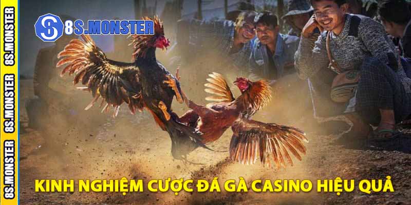 kinh nghiệm cược đá gà casino hiệu quả