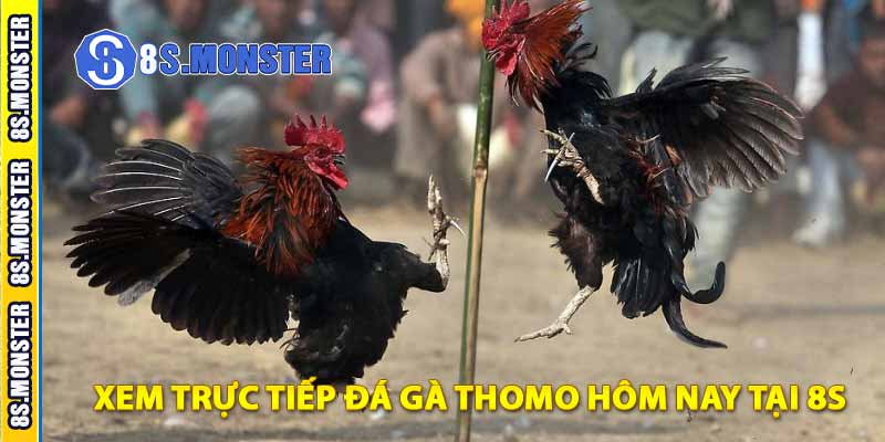 xem trực tiếp đá gà thomo hôm nay tại 8s